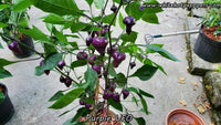 Purple UFO - Pepper Seeds - White Hot Peppers